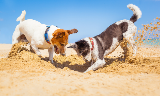 Digging Up the Dirt: Why Do Dogs Bury?