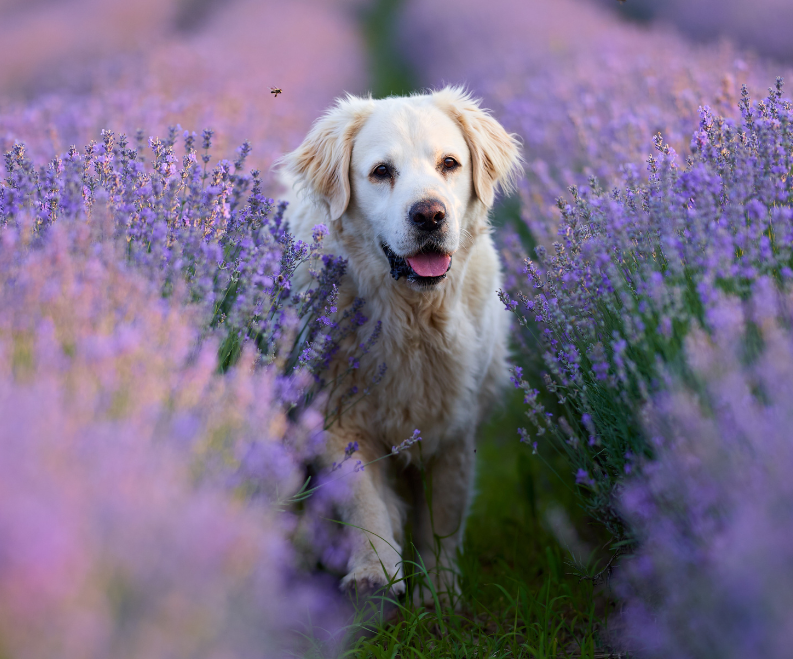 Happy dog in lavender field