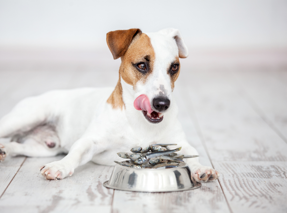 Should Dogs Eat Sardines? Fortunate Paws FortunatePaws