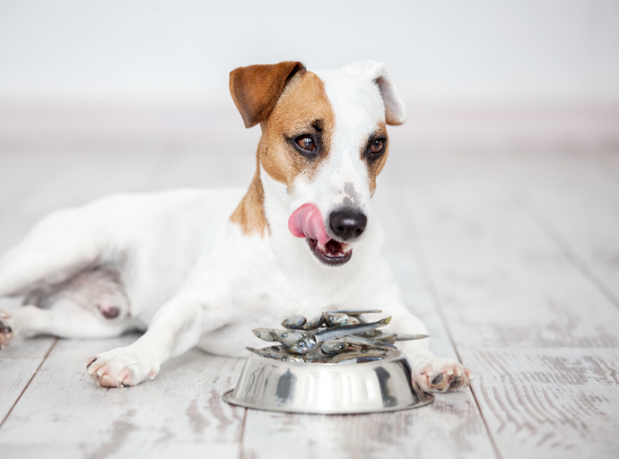 Fishy Treats: Should Dogs Eat Sardines?