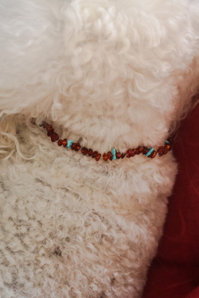 Pampered Pets Amber Collars