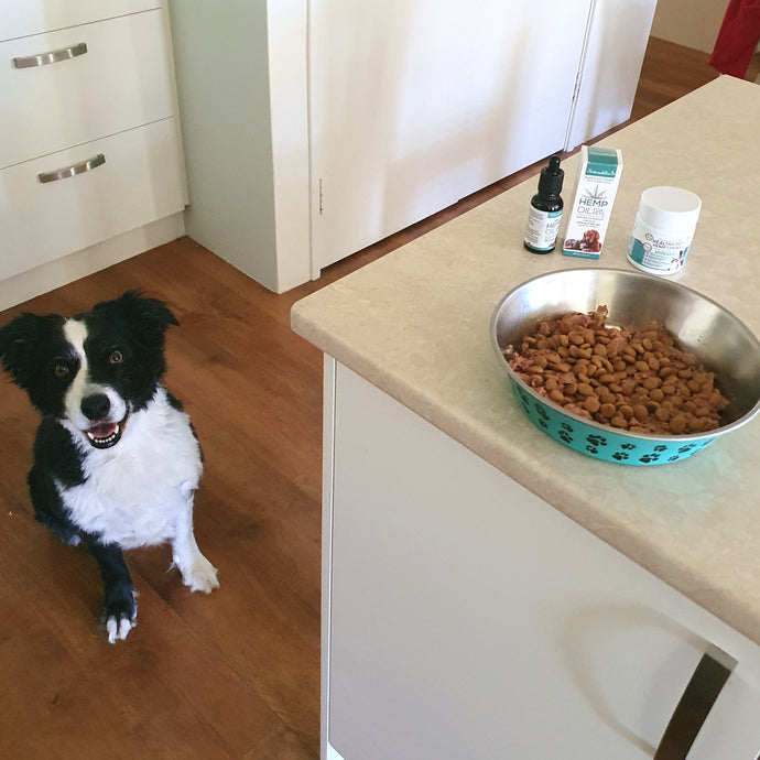 How to give hemp seed oil to your Dog and/or Cat