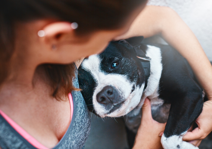 3 Tips to Make the Most Out of Our Calming Medication for Dogs