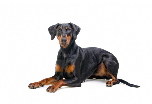 Bee Pollen & Hemp Oil: The Secret to Your Dog’s Shiny Coat