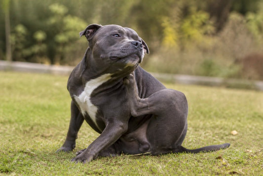 5 Signs of Food Allergies in Dogs: What to Watch For
