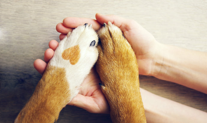 3 Ways Our Paw Protect Healing Balm Will Help Your Pet Bounce Back
