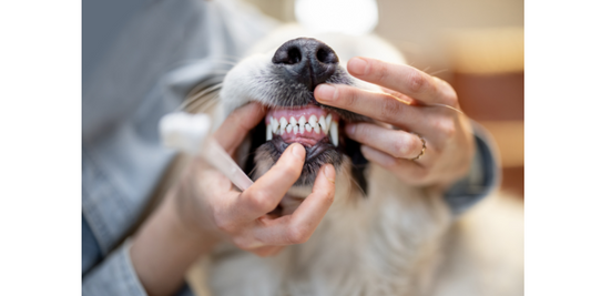 Clean Teeth: Dental Hygiene for Dogs