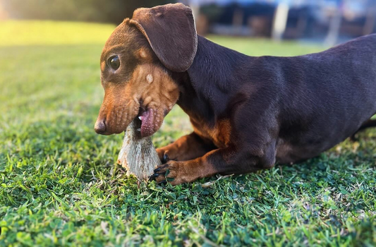 Top Healthy Raw Food Treats for Dogs & Cats