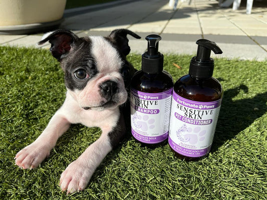 Can You Use Human Shampoo on Your Dog or Cat?