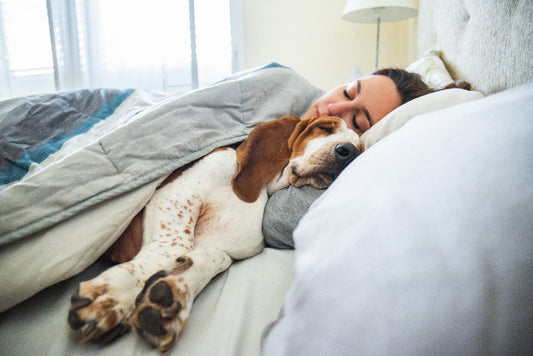 Why Some Pets Struggle to Settle at Night — and What May Help