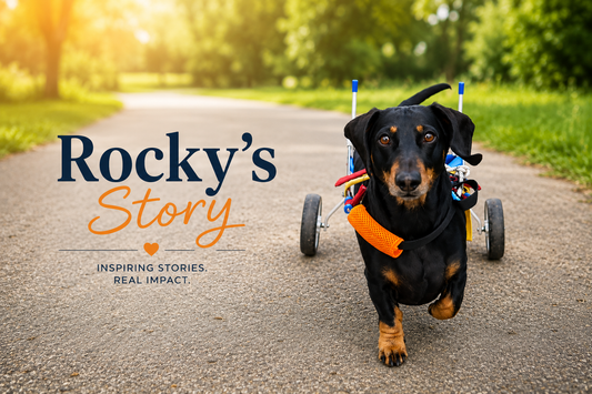 Rocky's Story: IVDD in Dachshunds