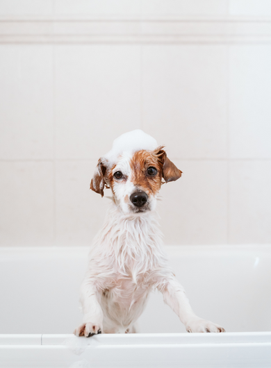 Dog in a bath with natural pet shampoo and conditioner