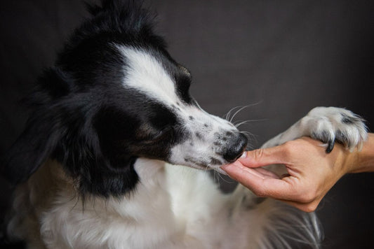 Omega-3 Fatty Acids for Dogs: A Complete Guide