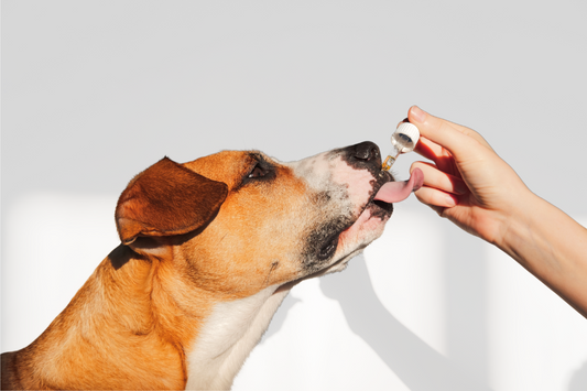 Hemp Oil for Dogs