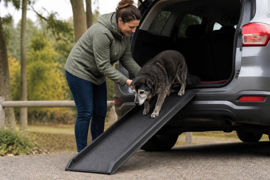 Help Senior Dog Mobility: A Practical Guide