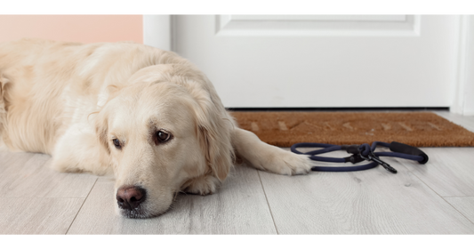 Joint Health for Dogs: Mobility Issues & Natural Ways to Help
