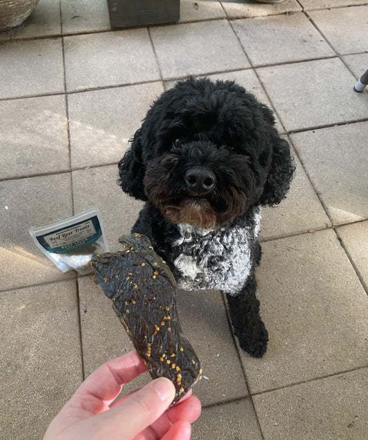 Are Liver Treats Good for Dogs? Health Benefits Explained