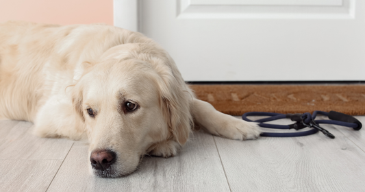 Joint Health for Dogs: Mobility Issues & Natural Ways to Help