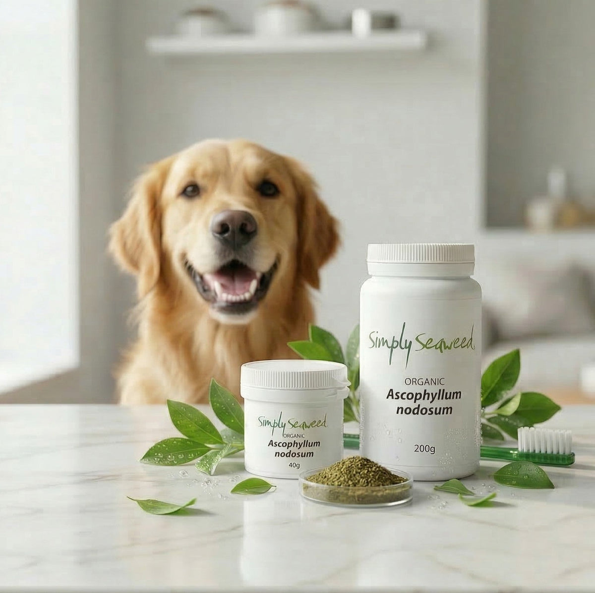Seaweed Powder for Dog Dental Hygiene