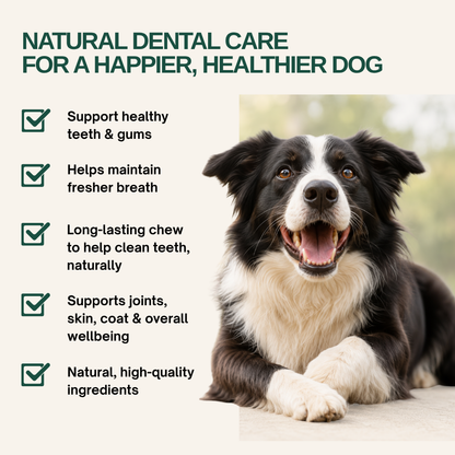 Dental Health Bundle