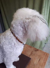 Load image into Gallery viewer, Pampered Pets Amber Collars | Natural Flea Repellent - FortunatePaws
