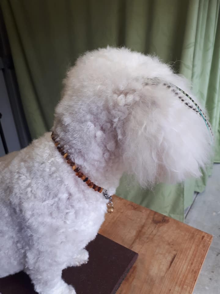 Pampered Pets Amber Collars | Natural Flea Repellent - FortunatePaws